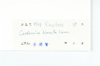 碎米薺藏品圖，第3張