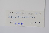 土牛膝藏品圖，第2張