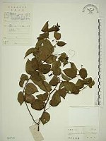 亞洲濱棗藏品圖，第1張