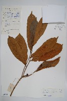 海南哥納香藏品圖，第1張