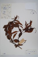 小花藤藏品圖，第1張