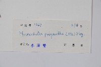 小花藤藏品圖，第2張