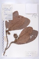 大花五椏果藏品圖，第1張