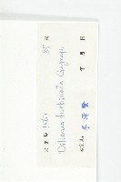 大花五椏果藏品圖，第3張