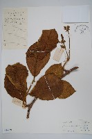 海南鹿角藤藏品圖，第1張