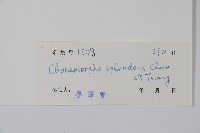 海南鹿角藤藏品圖，第2張