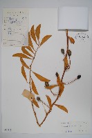 牛眼睛，錫蘭山柑，馬來西亞山柑，槌果藤藏品圖，第1張