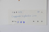 牛眼睛，錫蘭山柑，馬來西亞山柑，槌果藤藏品圖，第2張