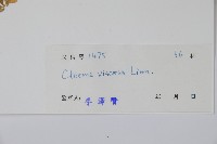 向天黃藏品圖，第2張