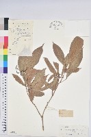 山苦茶、鷓鴣茶藏品圖，第1張