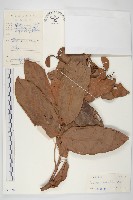 牛栓藤藏品圖，第1張