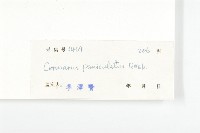 牛栓藤藏品圖，第3張