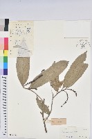 山地五月茶藏品圖，第1張