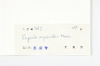 多花丁公藤藏品圖，第3張