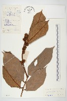 海南麻辣仔藤藏品圖，第1張