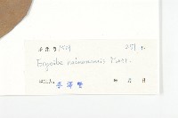 海南麻辣仔藤藏品圖，第3張