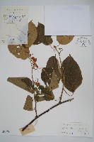 闊葉獼猴桃藏品圖，第1張