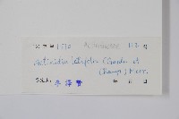 闊葉獼猴桃藏品圖，第2張