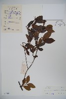 海南莢迷藏品圖，第1張