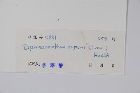 蘆利草藏品圖，第2張