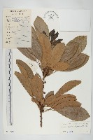 牛耳楓藏品圖，第1張