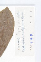 牛耳楓藏品圖，第3張