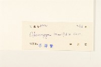 香茹藏品圖，第3張