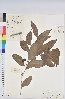 長柄海南核果木藏品圖，第1張