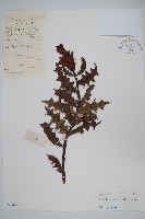 登錄號:S033809藏品圖，第1張