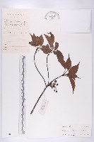 華杜英藏品圖，第1張