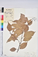 尾葉石櫟藏品圖，第1張