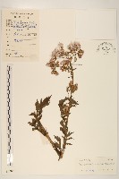 飛機草藏品圖，第1張