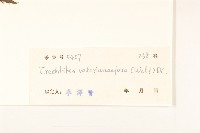 飛機草藏品圖，第3張