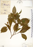 白榕、垂榕藏品圖，第1張