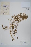 雁來紅、紅莧、老少年藏品圖，第1張