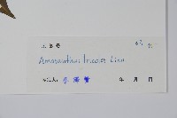 雁來紅、紅莧、老少年藏品圖，第2張