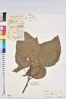 滑桃樹藏品圖，第1張