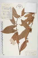 單葉豆藏品圖，第1張