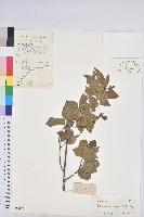 扛香藤藏品圖，第1張