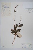 海康釣粉草藏品圖，第1張