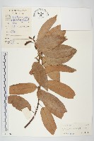 單葉豆藏品圖，第1張