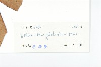 單葉豆藏品圖，第3張