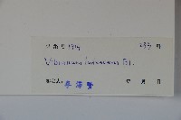 淡黃莢迷藏品圖，第2張