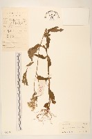 一枝香藏品圖，第1張