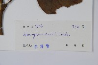 長毛八角楓藏品圖，第2張