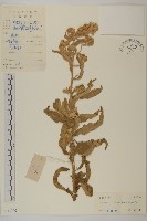 艾納香藏品圖，第1張