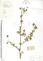 冬葵子藏品圖，第1張