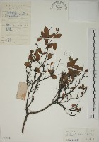 南嶺蕘花藏品圖，第1張