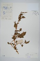 野莧菜藏品圖，第1張