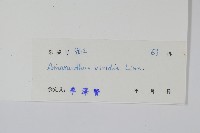 野莧菜藏品圖，第2張